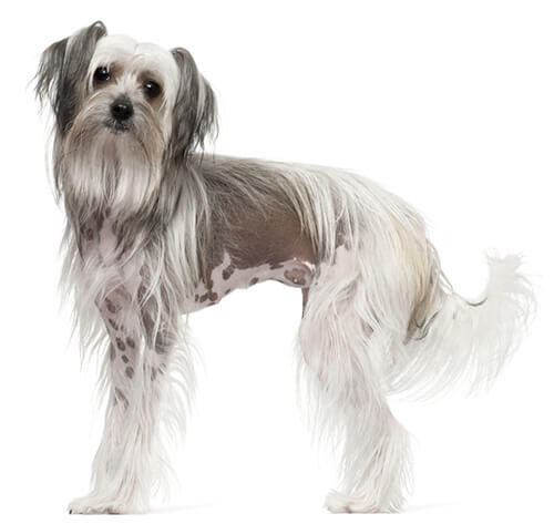 Chinese Crested