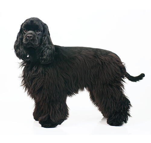 American Cocker Spaniel