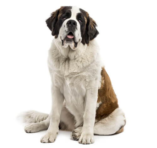 St. Bernard