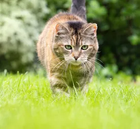 Cat Fleas: Causes, Prevention and Treatment