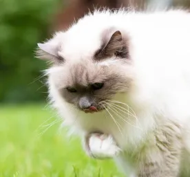 Cat Hairballs What You Should Know