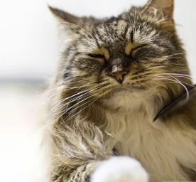 Cat skin problemsHERO