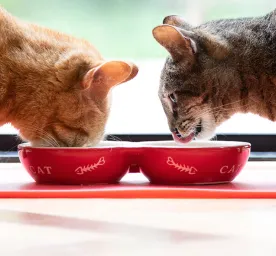 How to support your cat’s digestion