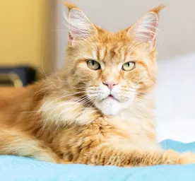 Kidney Problems in Cats: Causes and Treatments