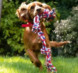 Garden Dog Toys