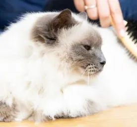 How To Groom Your Cat Properly