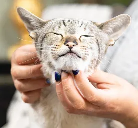 How to Give a Cat a Pill