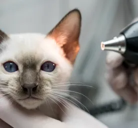 How to Treat Ear Mites in Cats