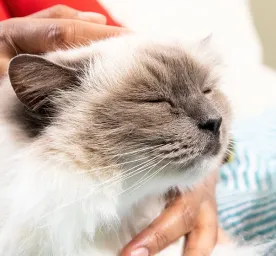 How to Massage Your Cat