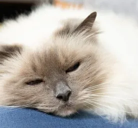 Kitten and Cat Neutering