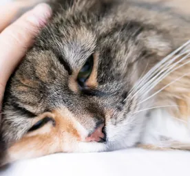 Lungworm in Cats – Symptoms and Treatment