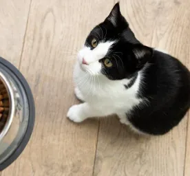 What to Feed a Kitten