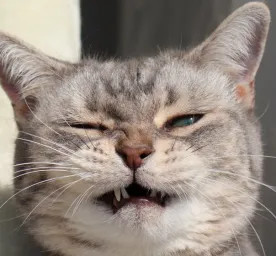 Why Is My Cat Sneezing