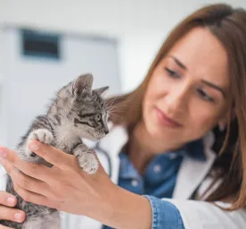 Why Is My New Kitten Not Eating