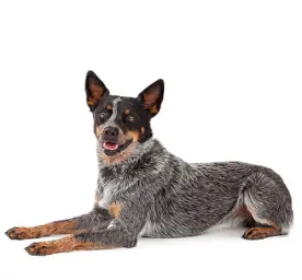 Australian Cattle Dog