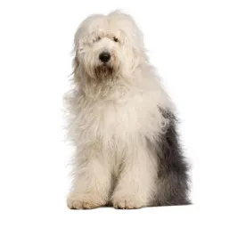 Old English Sheepdog