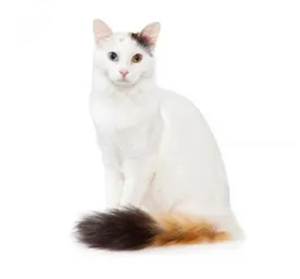 Turkish Van