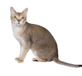 Singapura