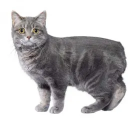 Manx