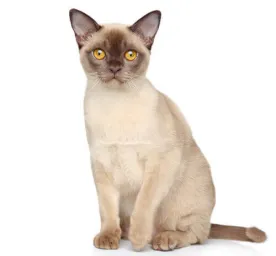 Burmese