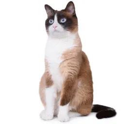 Snowshoe