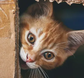 Mental Stimulation for Your Indoor Cat