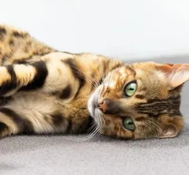 What is Cat Scratch Fever