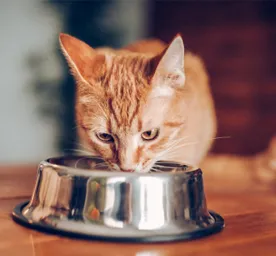 Cat feeding