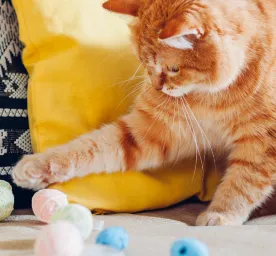 Top 5 Fun Games for Cats