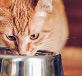 Why Is My Cat Always Hungry?