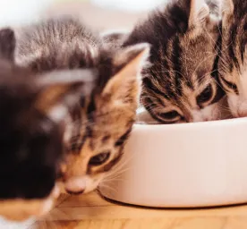 Kitten Socialisation: Teach Your Cat the Basic Life Skills