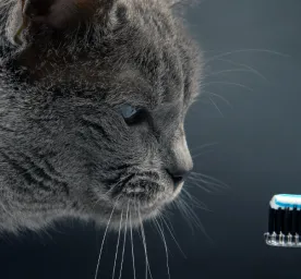 Cat Dental Care