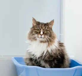 Cat Constipation Symptoms, Causes And Treatment