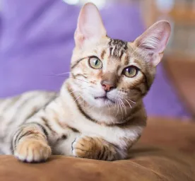 Why Is My Cat Vomiting