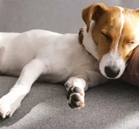 Dog Sleeping Positions
