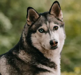 27 of the Most Stunning Mixed Breed Dogs