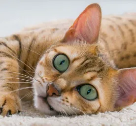 5 Reasons Why Cats Meow