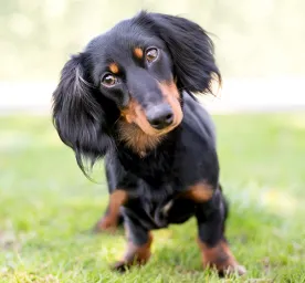 Common Health Problems in Dachshunds that Every Owner Needs to Know About
