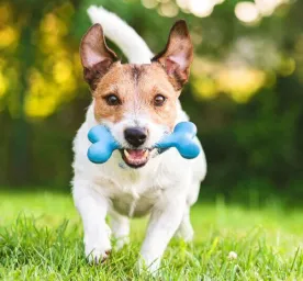Home Remedies for Dogs that Every Owner Should Know About