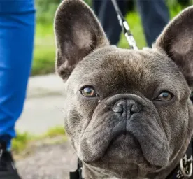  French Dog Breeds You'll Want to Take Home