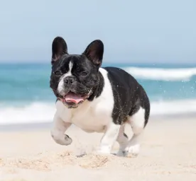  7 Popular Bulldog Breeds