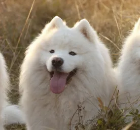 Russian Dog Breeds