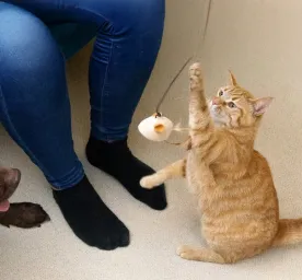 Creative Cat and Dog Enrichment Idea