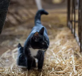 Adopting a Farm or Barn Cat  Here s What to Expect