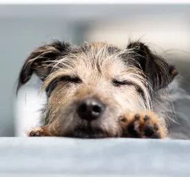 Adopting an Older Dog