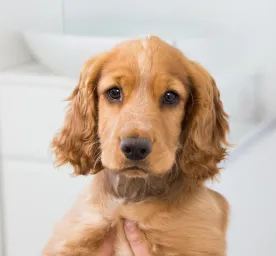 All About Puppy Microchipping