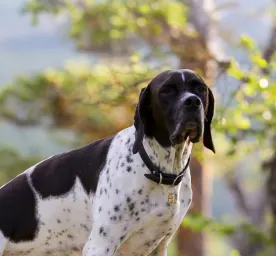 All About Your Dog's Sense of Smell