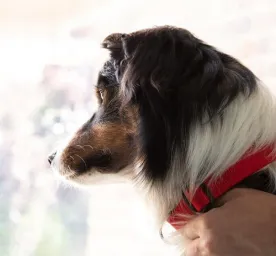 Alopecia in Dogs