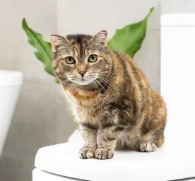 Antibiotics for Cats  What You Need to Know