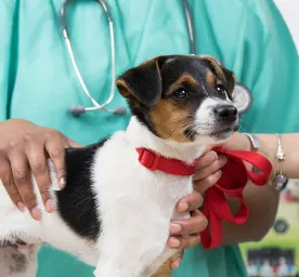 Are Antibiotics Safe for Dog